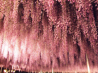 足利フラワーパークの藤