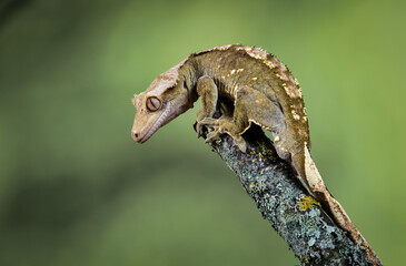 A close up portrait of a gecko as it sits alert on top of a lichen covered branch looking downwards