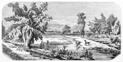 happy small horses couple on a horizontal bucolic landscape in Tabalopa ranch, Mexico. Ancient grey tone etching style art by Sargent and Rond�, Le Tour du Monde, 1861