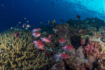 Fototapeta na wymiar Tropical fish swimming aboce coral reef in Papua New guinea