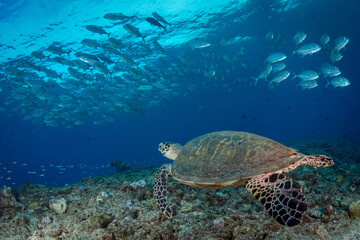 Fototapeta premium Bigeye trevally jackfish swimming above coral reef