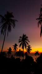 Naklejka na ściany i meble palm trees at sunset, Thailand Koh Samui