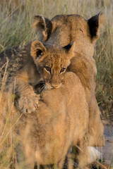 Obraz na płótnie Canvas A vertical image in golden light of a affectionate tiny baby lion cub loving, seeking comfort, hugging and playing with the lioness mother in the Greater Kruger National Park