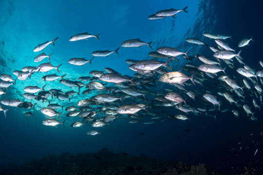 Bigeye trevally jackfish swimming above coral reef