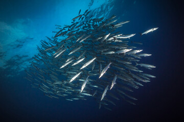 Schooling chevron barracuda swim above coral reef