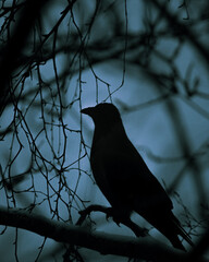crow on a tree
