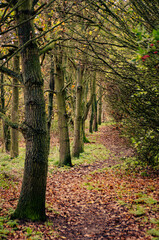 path in autumn forest