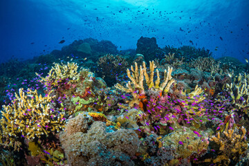 Fototapeta na wymiar Pink anthias schooling over coral reef