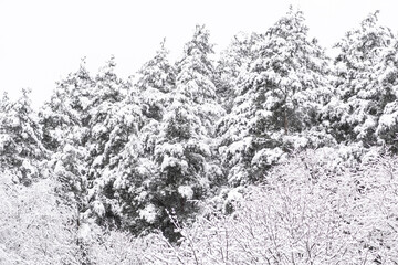 Wonderful white winter landscape with trees covered by snow after snowfall 