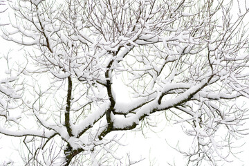 Wonderful white winter landscape with trees covered by snow after snowfall 