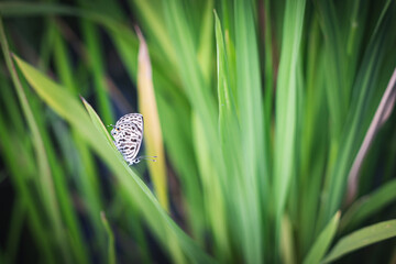 Brown butterfly on green leaves of rice and blur green nature background