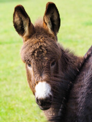 Fototapeta premium Donkey Head Shot