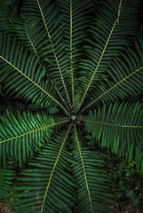 green fern