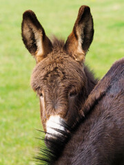 Fototapeta premium Donkey Head Shot