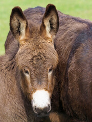 Donkey Head Shot