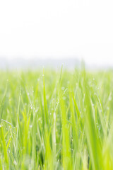 Water droplets on the light green rice leaves and blur green nature background