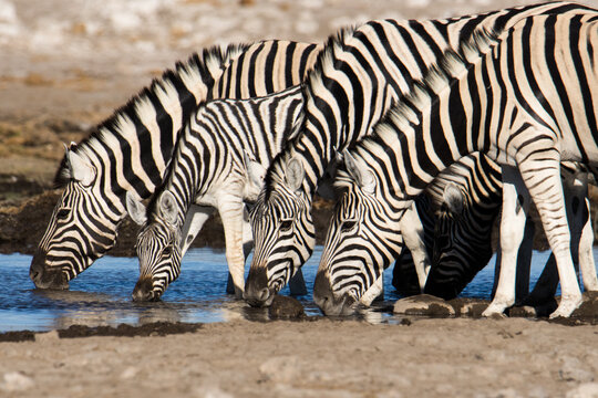 Horizontal color image of a herd of plains (Burchells) Zebras drinking water at a waterhole in a row with their heads down in Etosha National Park, Namibia