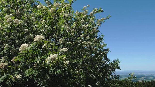 Sorbus aucuparia Detail Bl&uuml;te