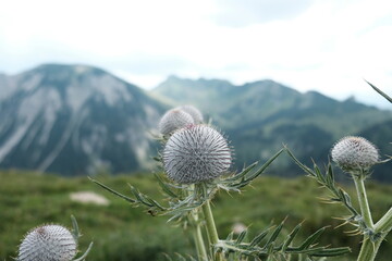 Distel vor Bergpanorama
