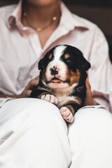 Obraz premium Bernese mountain dog puppy in female hands, care for animals, newborns