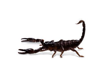 Side view of young Asian forest scorpion in agressive defense pose. Isolated on white background.
