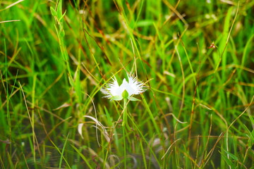 サギソウ（花）