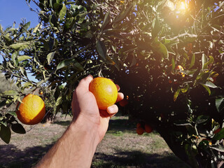 Point of view of hand that collects Orange.