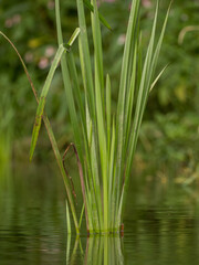 Grasses and plants in the river