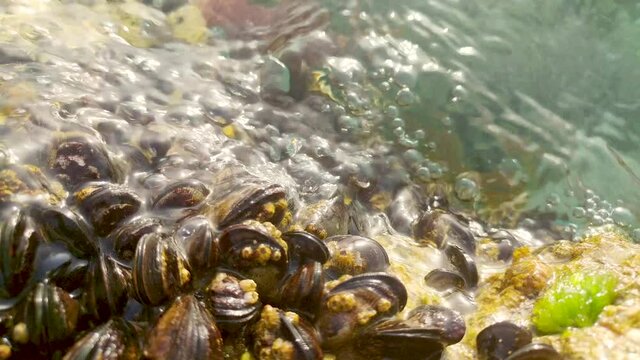 mussel in the sea