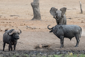 Colour image of a brave, arrogant, naughty baby elephant with attitude chasing and playing with buffalo (animals interacting) at a waterwhole in the Kruger National Park, South Africa