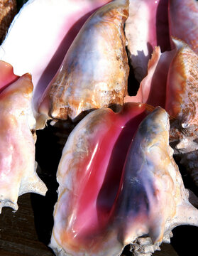 Close up of conch shells, Bahamas.