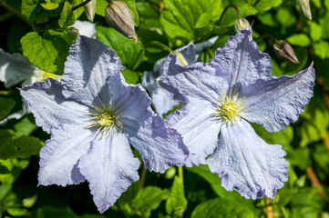 Clematis 'Blekitny Aniol' (Blue Angel) a summer flowering shrub plant with a blue lilac summertime...