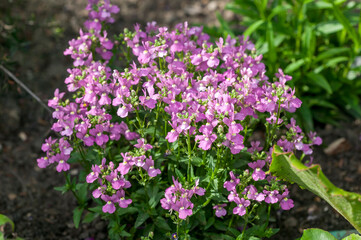 Nemesia 'Fleuron' a summer flowering plant with a pink blue summertime flower which open in May to September, stock photo image