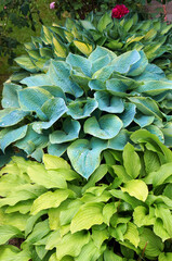 Foliage of Hosta (Funkia) with water drops on leaves.