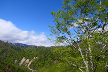 Fototapeta na wymiar 新緑の須川高原。一関、岩手、日本。5月上旬。