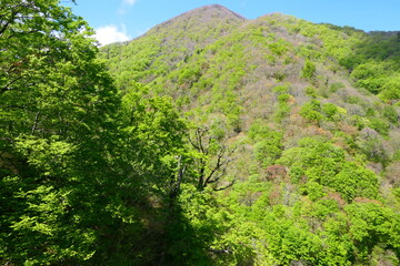 新緑の須川高原。一関、岩手、日本。5月上旬。