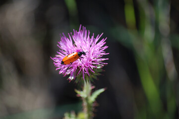 Flower with insect, photographed in the forests of Bages, in Catalonia. Catalunya, Bages, Barcelona, ​​La Mola
