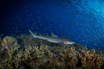 Fototapeta premium White tip reef shark swimming above tropical coral reef