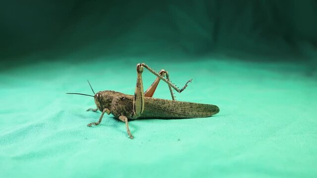 grasshopper on a green background.
grasshopper isolated.
entomology.
Insect camouflage.
beautiful bug.
animal in the studio.
insects, bugs, animals.
wild nature, wildlife