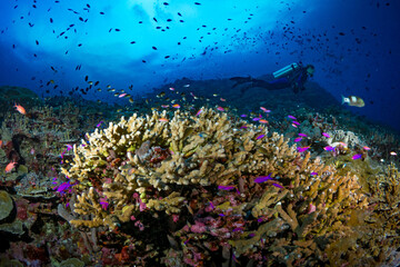 Tropical fish swimming aboce coral reef in Papua New guinea