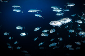 Bigeye trevally jackfish swimming above coral reef