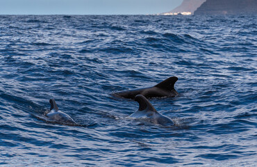 Pilot Whales, Canary islands