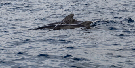 Naklejka premium Pilot Whales, Canary islands