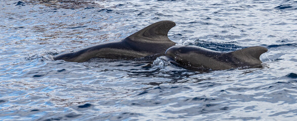 Obraz premium Pilot Whales, Canary islands