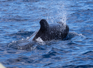 Pilot Whales, Canary islands