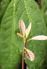 Young avocado leaves on a background of blurry leaves of an adult plant with water drops. Home plants.