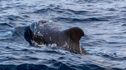 Pilot Whales, Canary islands