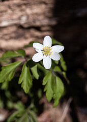 Wiesenschaumkraut