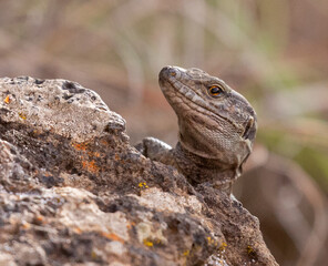 Lizards of the Canary Islands