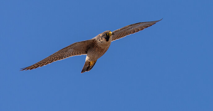 Barbary Falcon